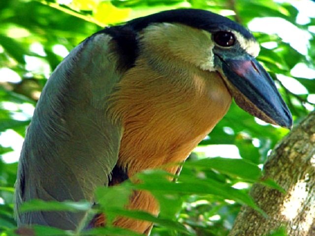 Carara National Park Birds