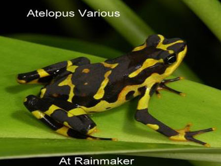 Atelopus Various Frog