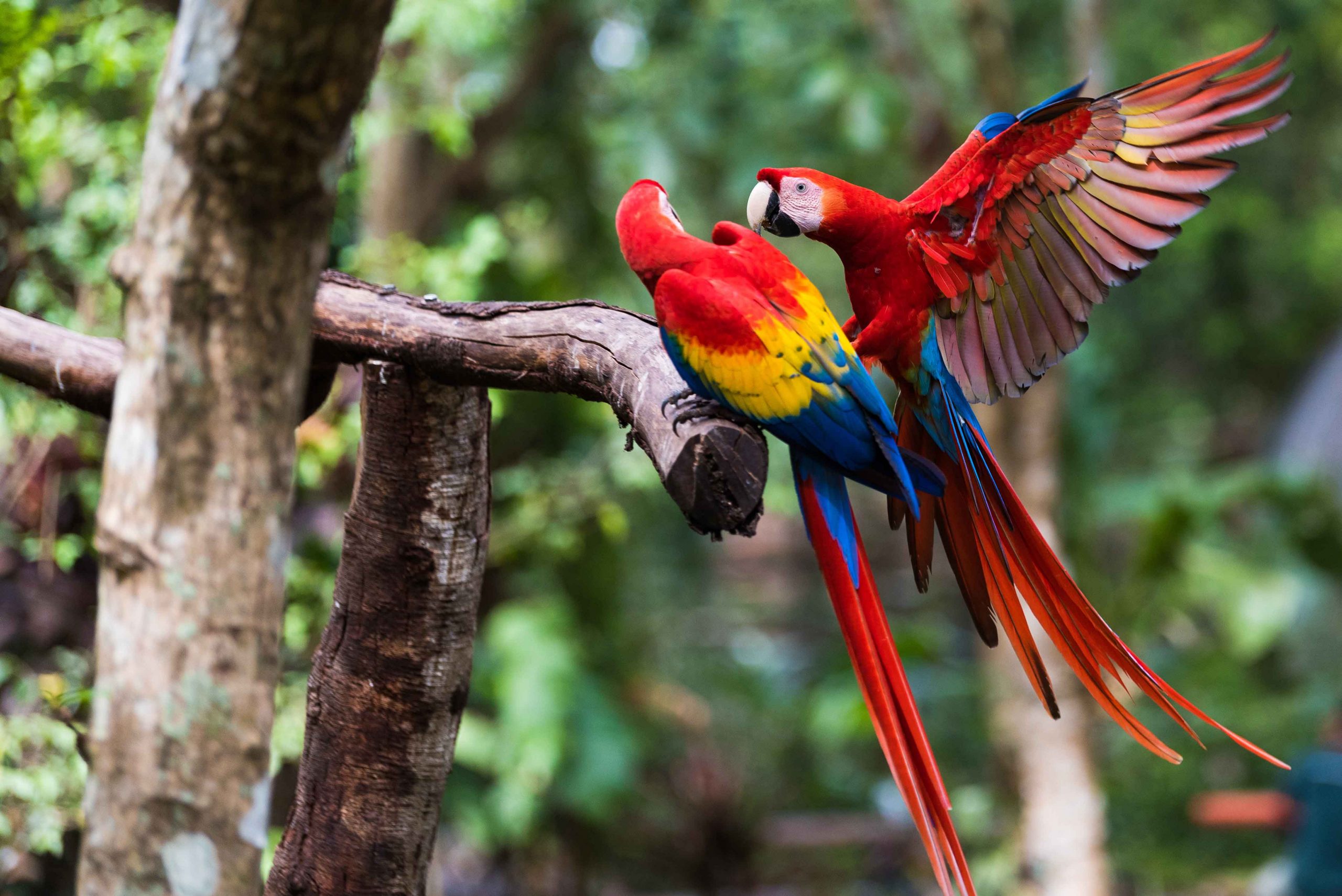 Birdingin Costa Rica